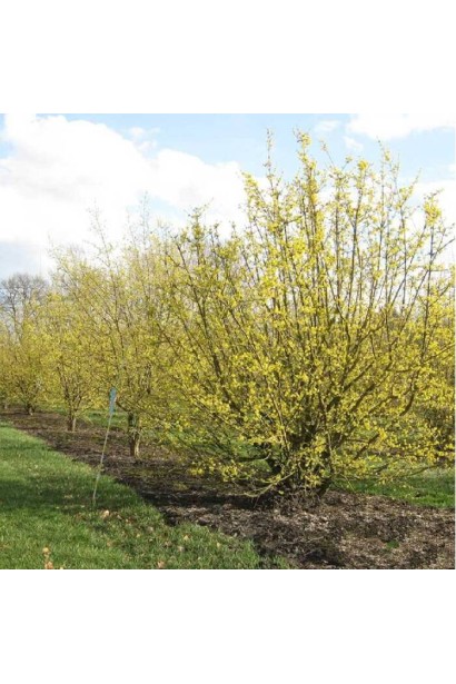 Кизил плодовий Кораловий рожевий в період цвітіння